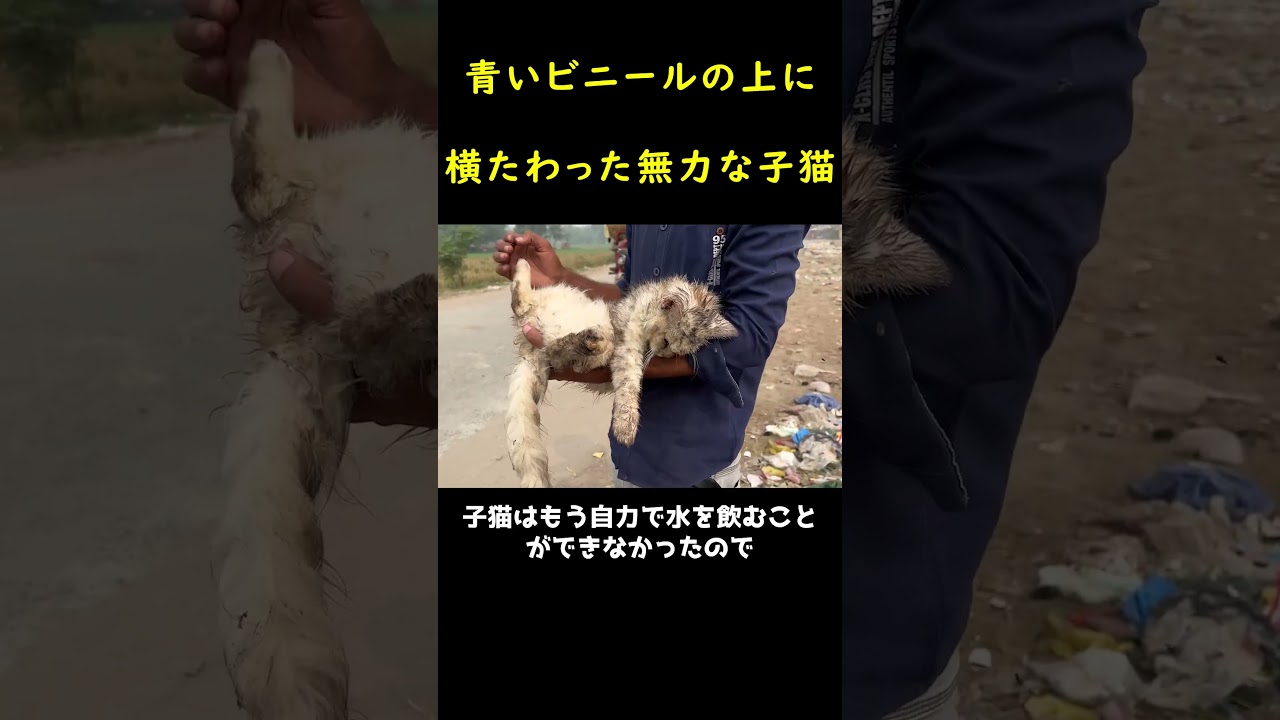 ゴミ捨て場で力なく横たわった瀕死の猫。