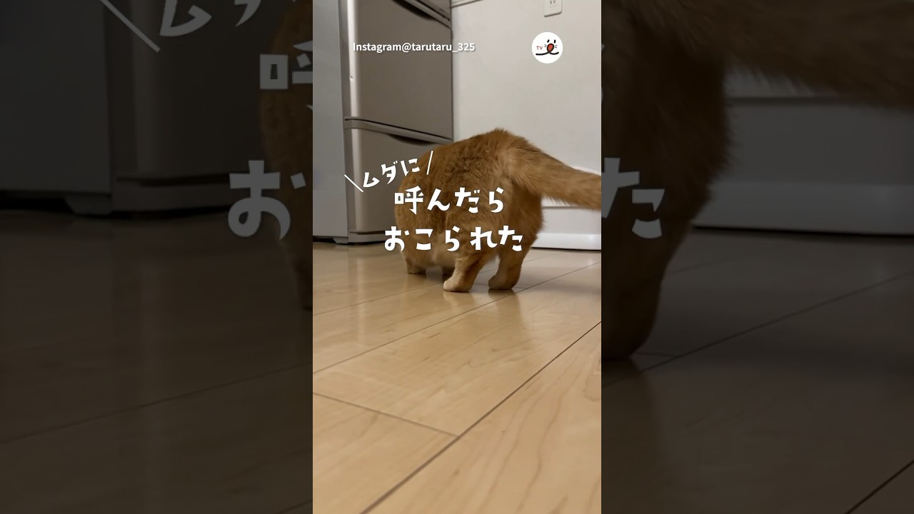 たくさん名前を呼んだら…｜PECO #マンチカン #茶トラ #猫 #愛猫家 #猫のいる暮らし #munchkin #redtabby #cat #catlover #catlife