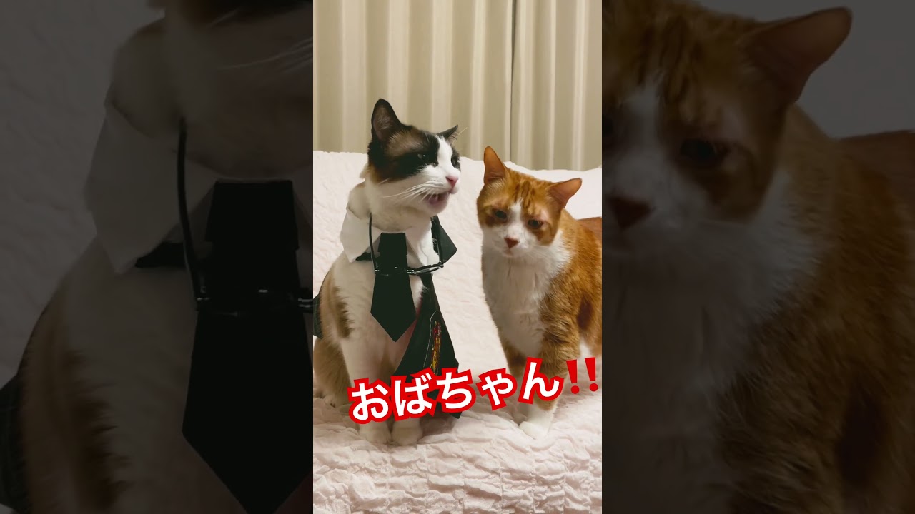 猫のヒソヒソ話を聞いちゃったおばちゃんはごはん担当なんですにゃ！#shorts