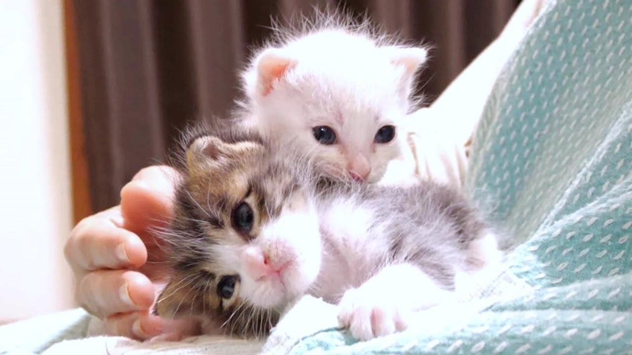 子猫は「かまってかまって」としつこく絡んでいたら返り討ちにあってしまいました【赤ちゃん猫　保護猫】
