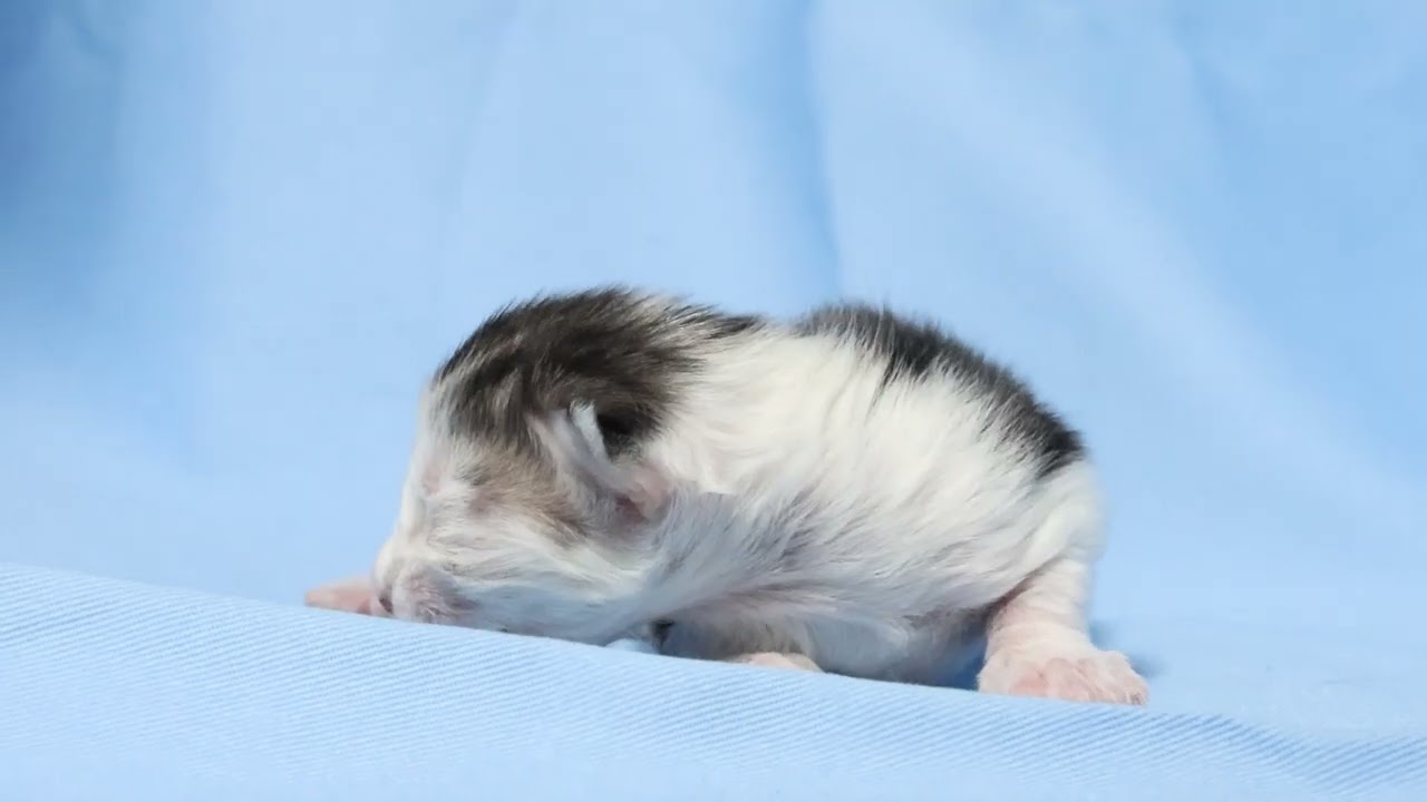 生後5日メインクーン子猫のユージ君