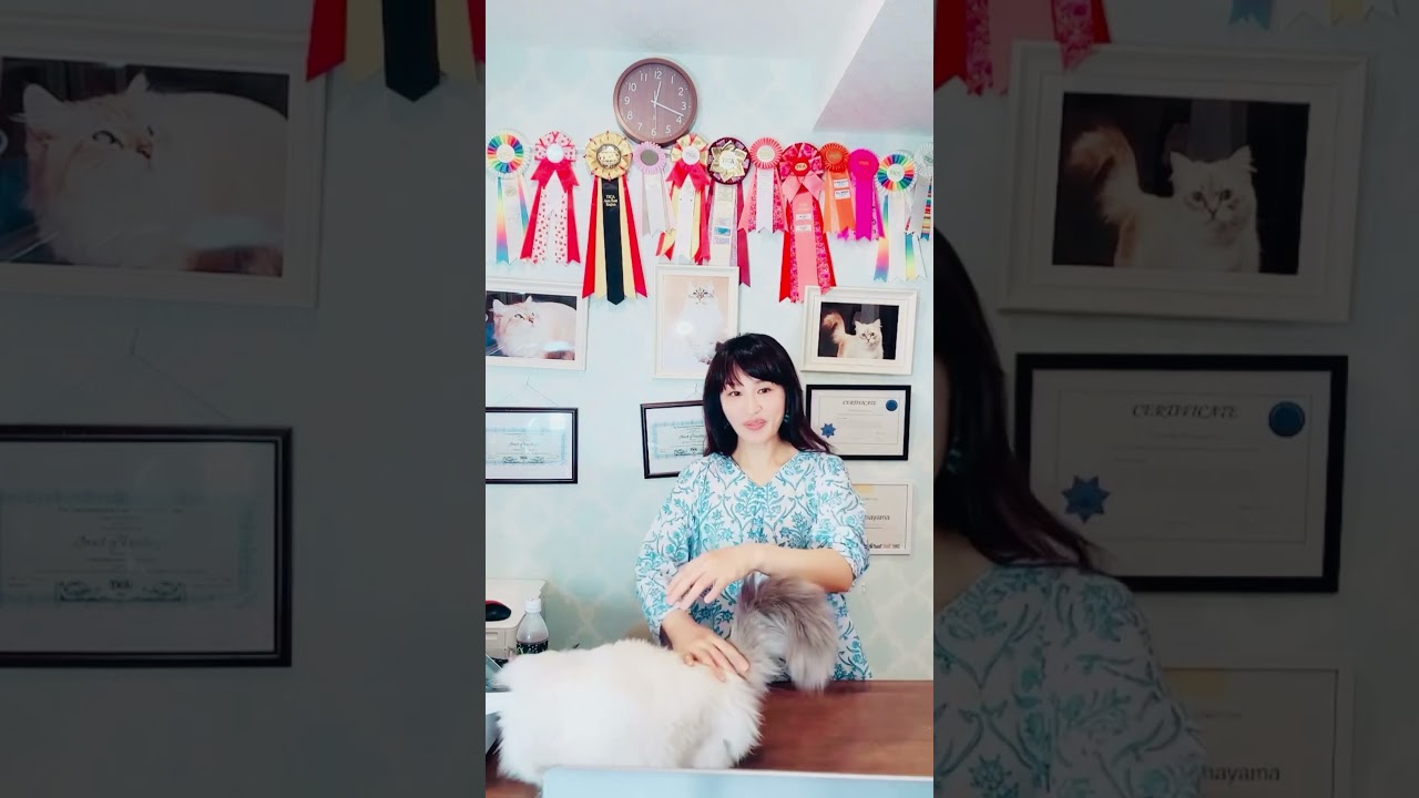 5/31 サイベリアン子猫ご紹介ライブ😻全編はライブからご覧下さい♪ネヴァマスカレードのご紹介が沢山出演します😻ご家族募集中😻#サイベリアン #ペットショップ #子猫