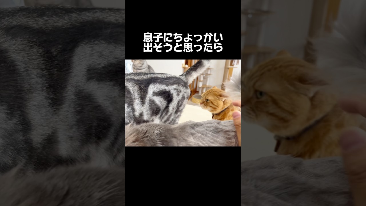息子にちょっかい出そうと思ったら思いのほか... #猫 #マンチカン #shorts