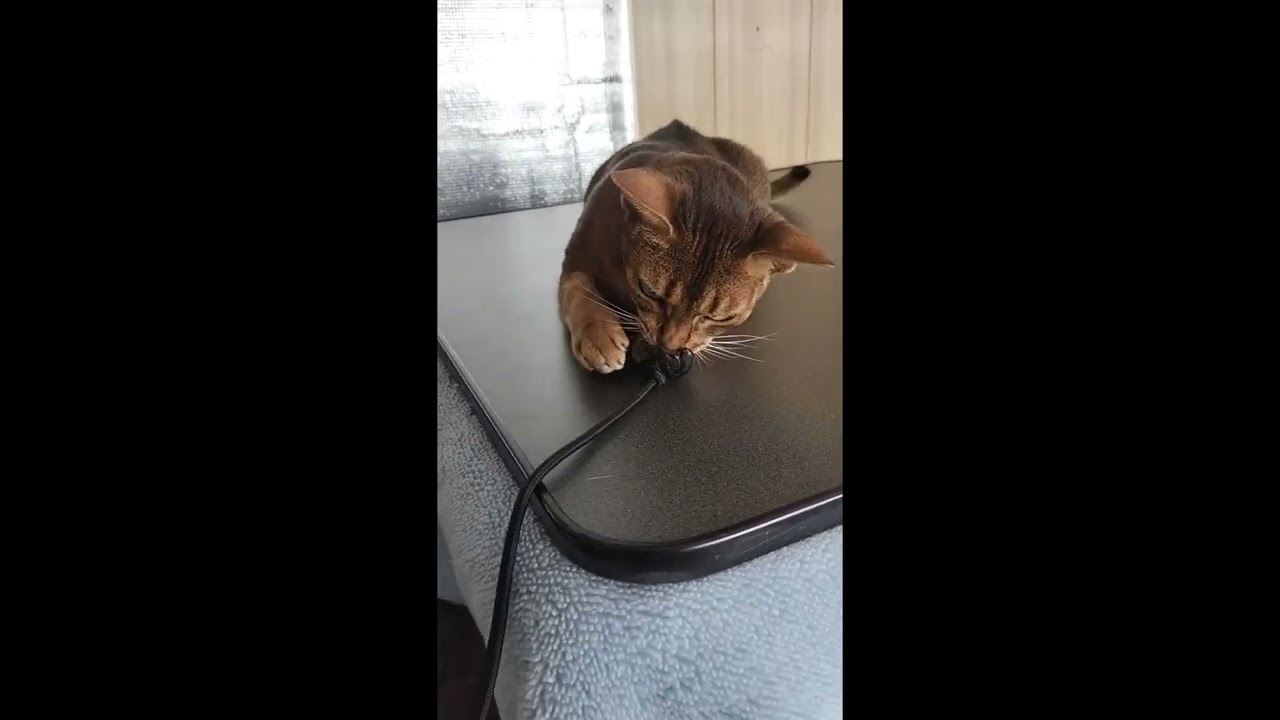 ネコ動画あび＃3539　あびの毎日　アビシニアン　あび