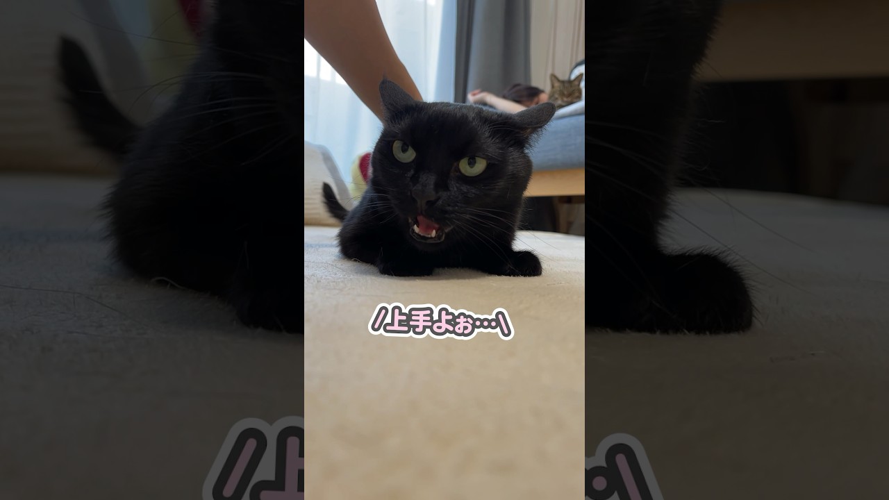 「最高よぉ…」と、お尻ポンポンで恍惚の表情になる猫