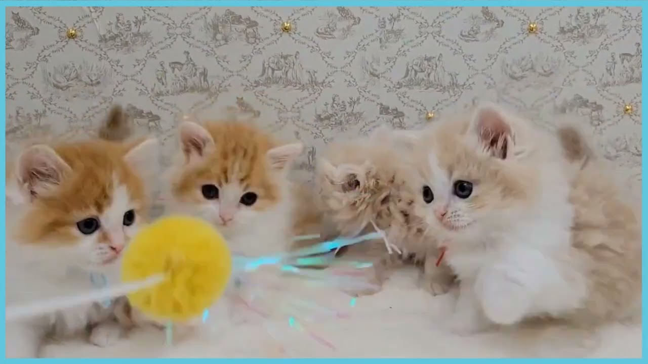 ペットショップCOO&RIKU  No00674864ラガマフィン