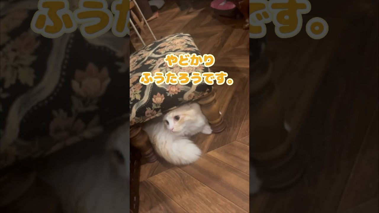 【キンカロー】頭もお尻も隠せてない毛玉【マンチカール】#猫 #キンカロー