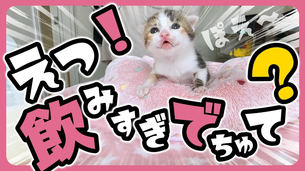 子猫 「タタタタタァーー」シッポふるふる～隣の大きな空間を見つけて旅にでる子猫がかわいすぎる【保護猫生活15日目】
