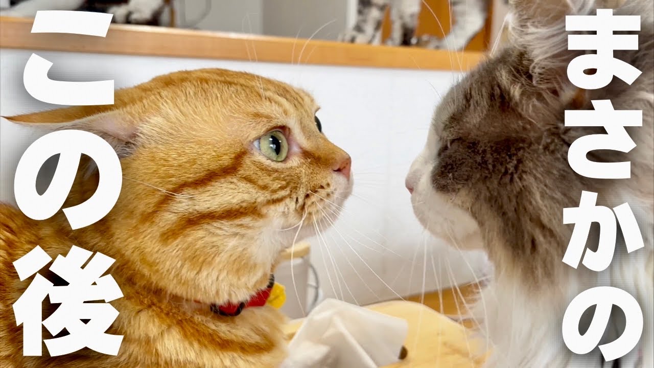 どうしてもポジションを守りたいぽちゃくんが... #猫 #マンチカン