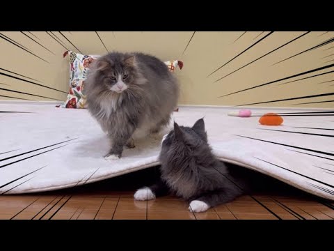 【見〜つけたw】早朝からひとりでかくれんぼしていたら、あっけなく見つかったターキッシュアンゴラwww