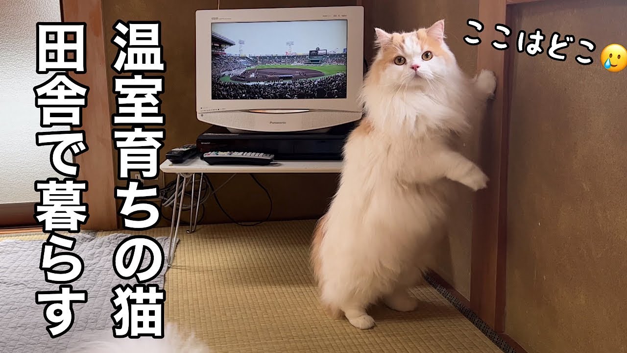 いきなりド田舎で生活することになり色々な試練をのりこえる猫！