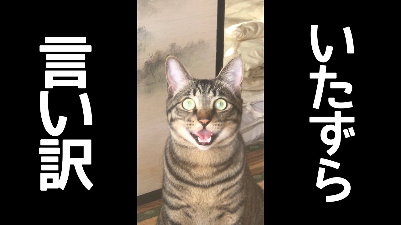 保護猫が言い訳する鳴き声が可愛すぎる。