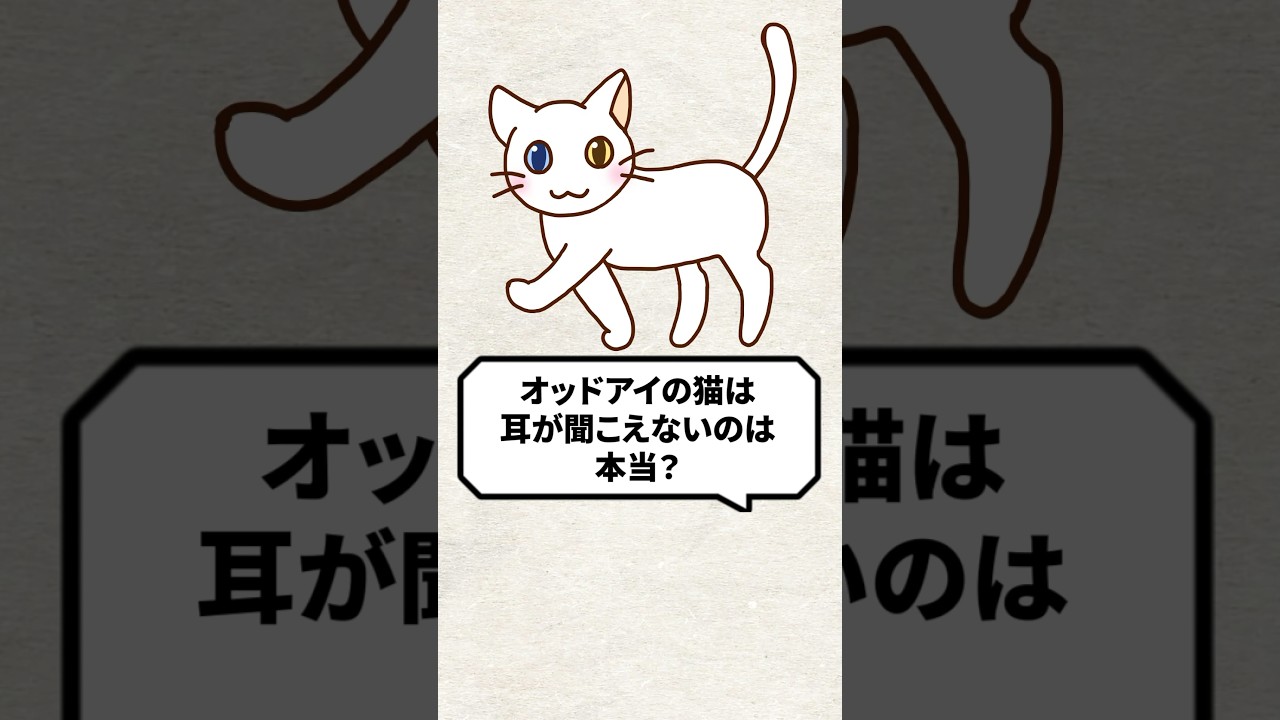 Q：オッドアイ猫は耳が聞こえないのは本当？ #猫 #猫好き #ねこ