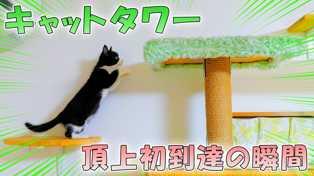 子猫のさくらが初めてキャットタワーの頂上に🐈✨【仲良し子猫姉妹の成長記録】