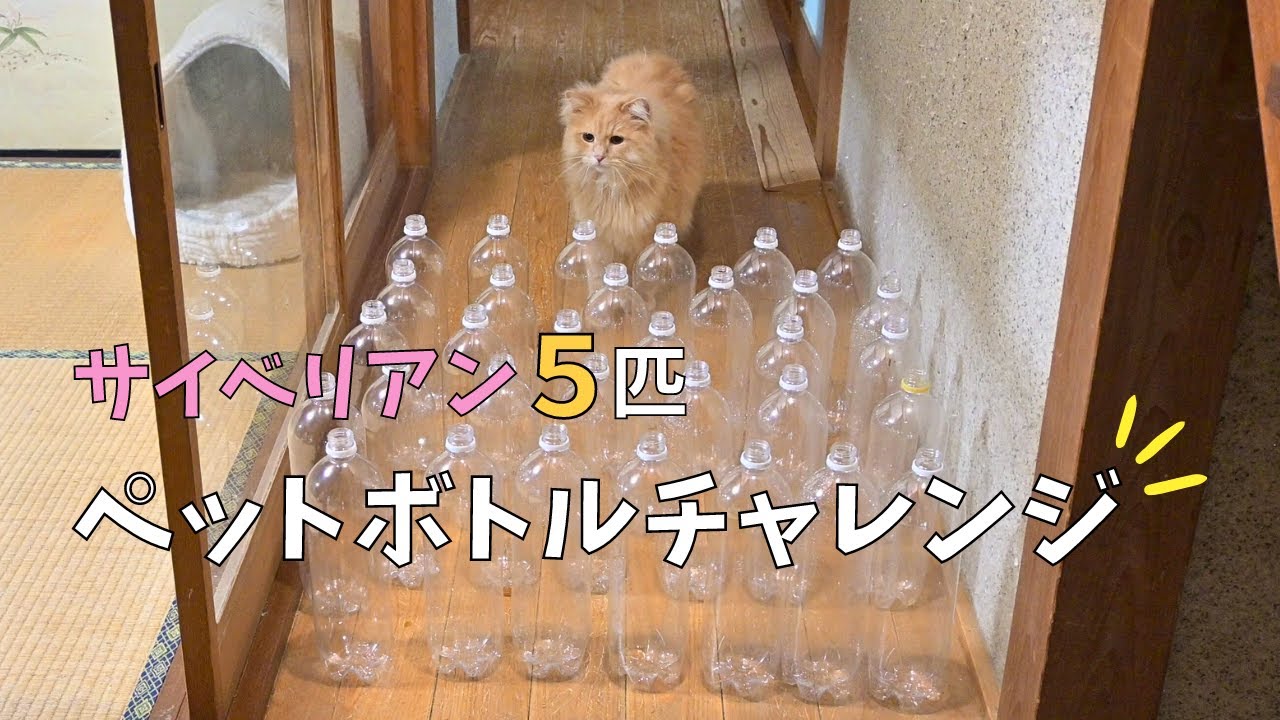 サイベリアンの親子！ペットボトルのステージクリアなるか！【多頭飼い】