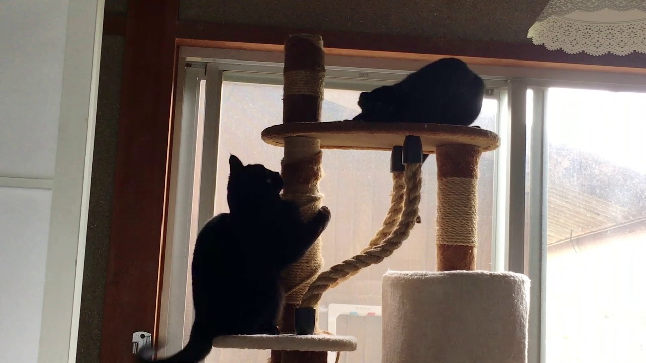 ４匹の黒猫ボンベイファミリー☆母猫の猫パンチがおもしろすぎる！キャットタワーの下にいるのが母猫です☆
