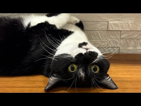 猫がへそ天してる1日 Cute Cat Belly Trap VLOG