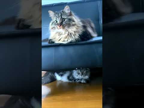 我が家の猫の上下関係に変化が！【メインクーン】【マンチカン】 There's been a change in our cat's hierarchical relationship! #shorts