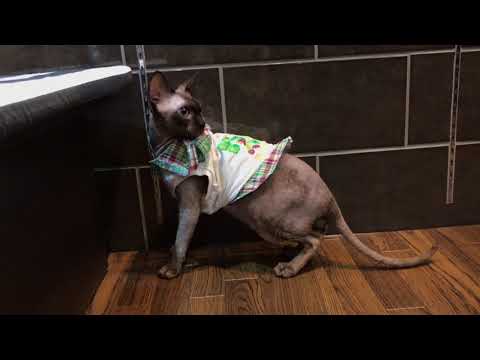 ららぽーと　ペットショップ　仔猫　スフィンクス
