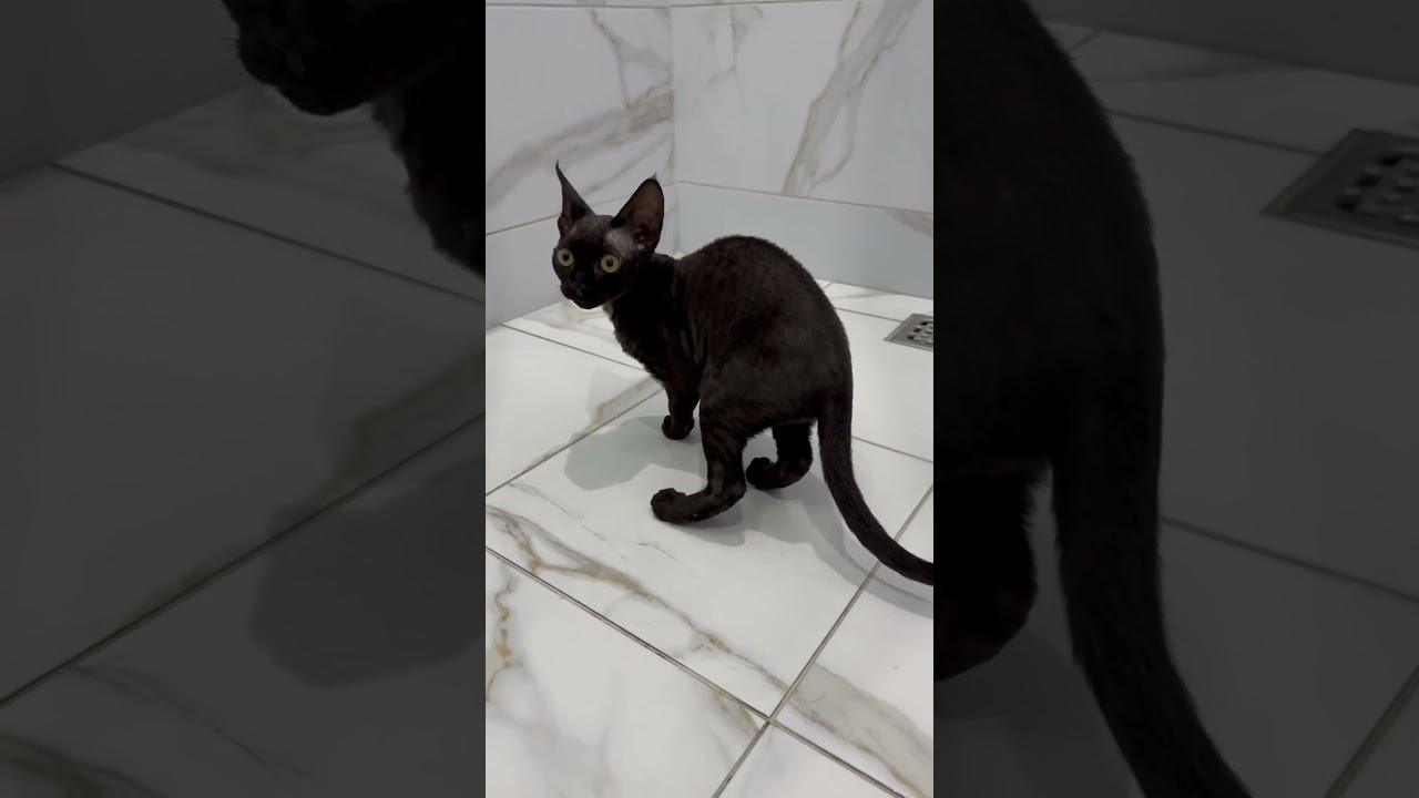 Don't disturb me, I'm taking a bath!