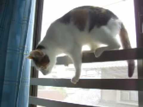 猫動画 日本猫ねここ 窓辺で超絶バランス cat by the window