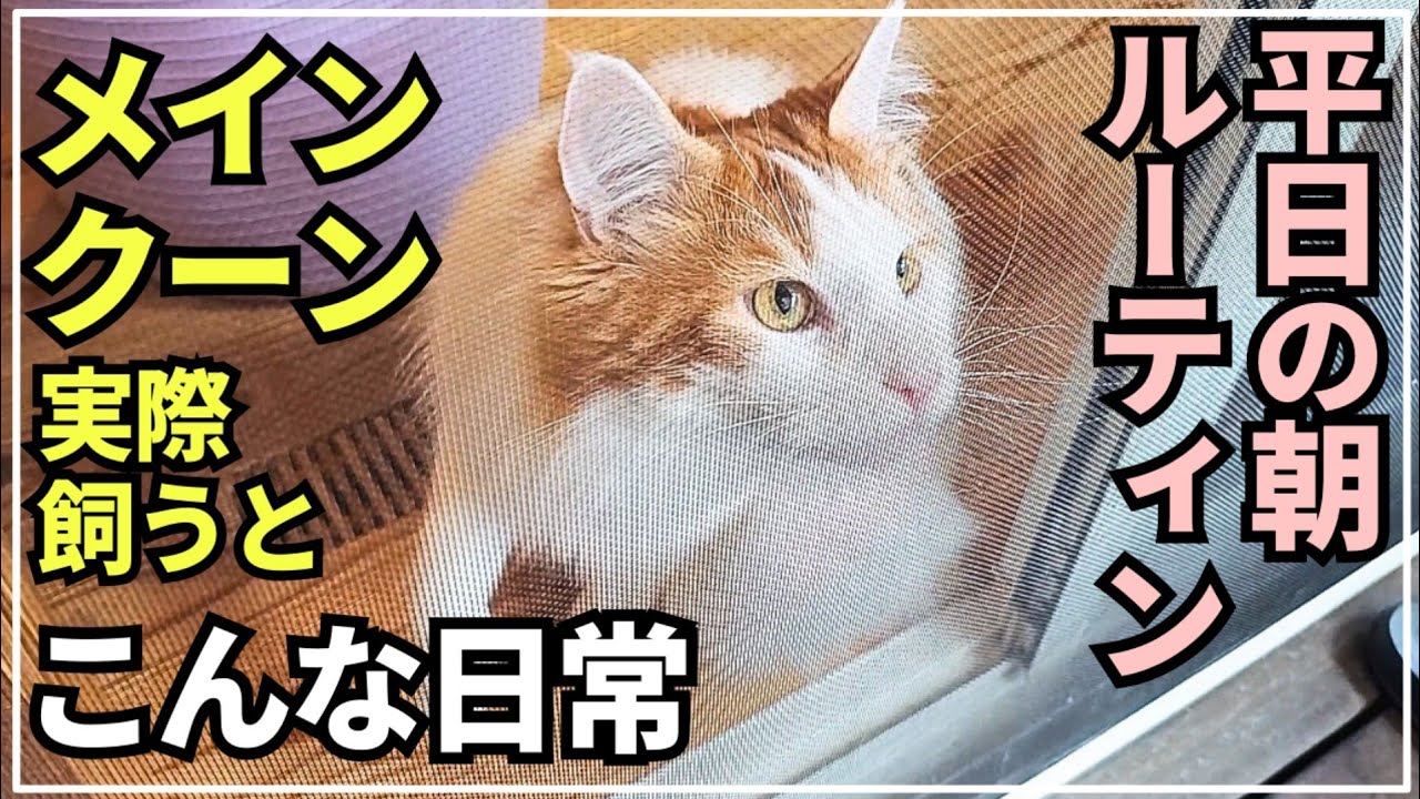 大型猫メインクーンと過ごす朝。