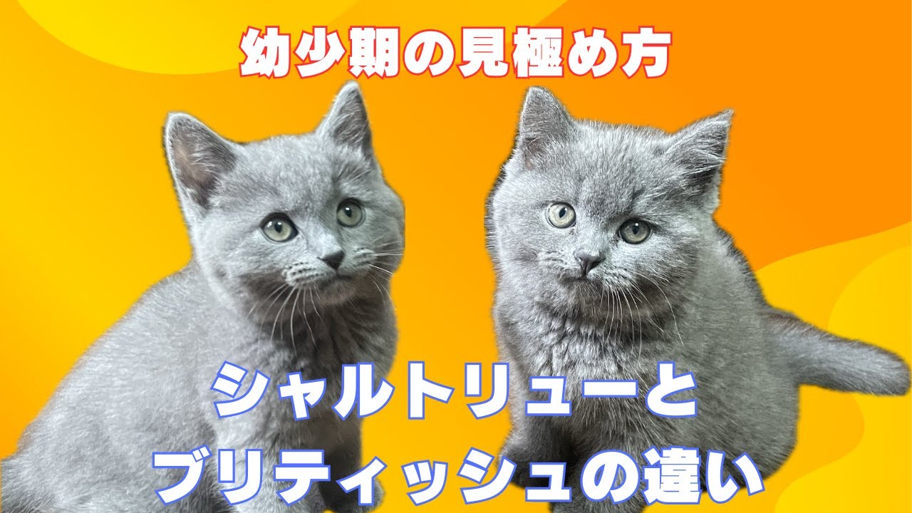 こんなに違う【シャルトリュー子猫とブリティッシュ子猫】良く似た人気猫種