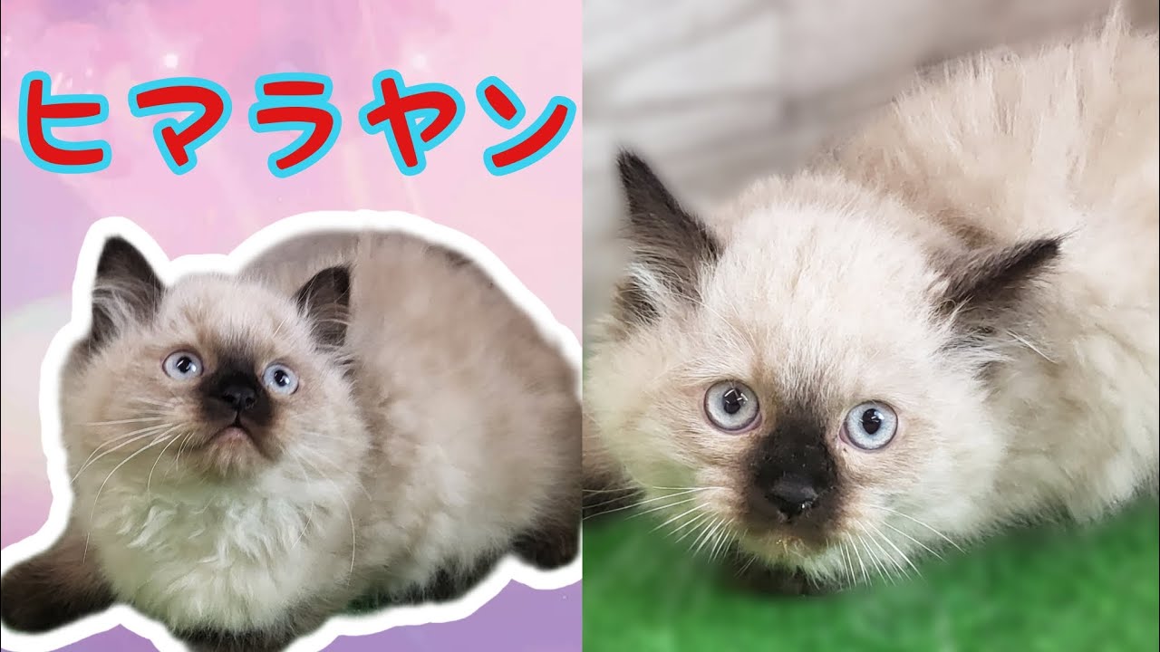 ヒマラヤン・子犬【Mitten府中店】