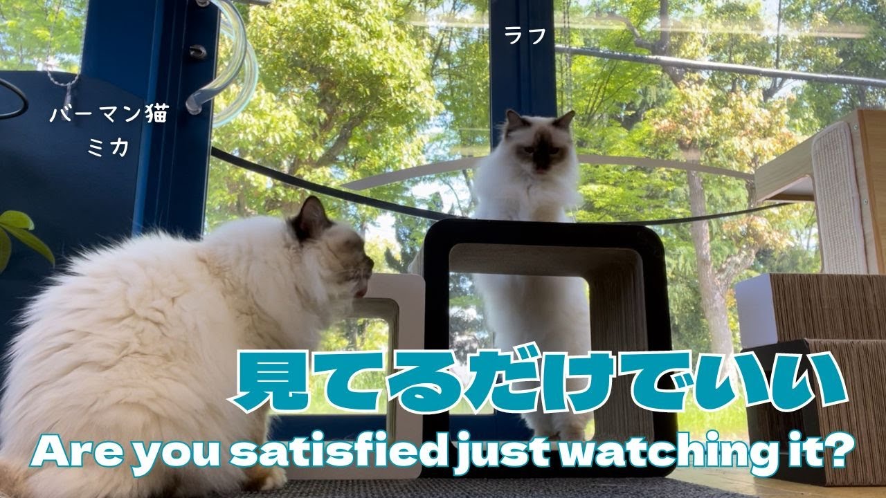 バーマン猫ミカとラフ【見てるだけでいい】Are you satisfied just watching it?（バーマン猫）Birman/Cat