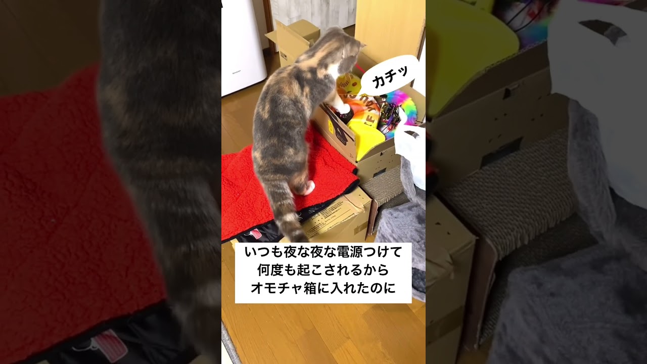 このおもちゃへの執着心すごいんよ #shorts #スコティッシュフォールド #猫 #猫のいる暮らし #cat #猫好きさんと繋がりたい