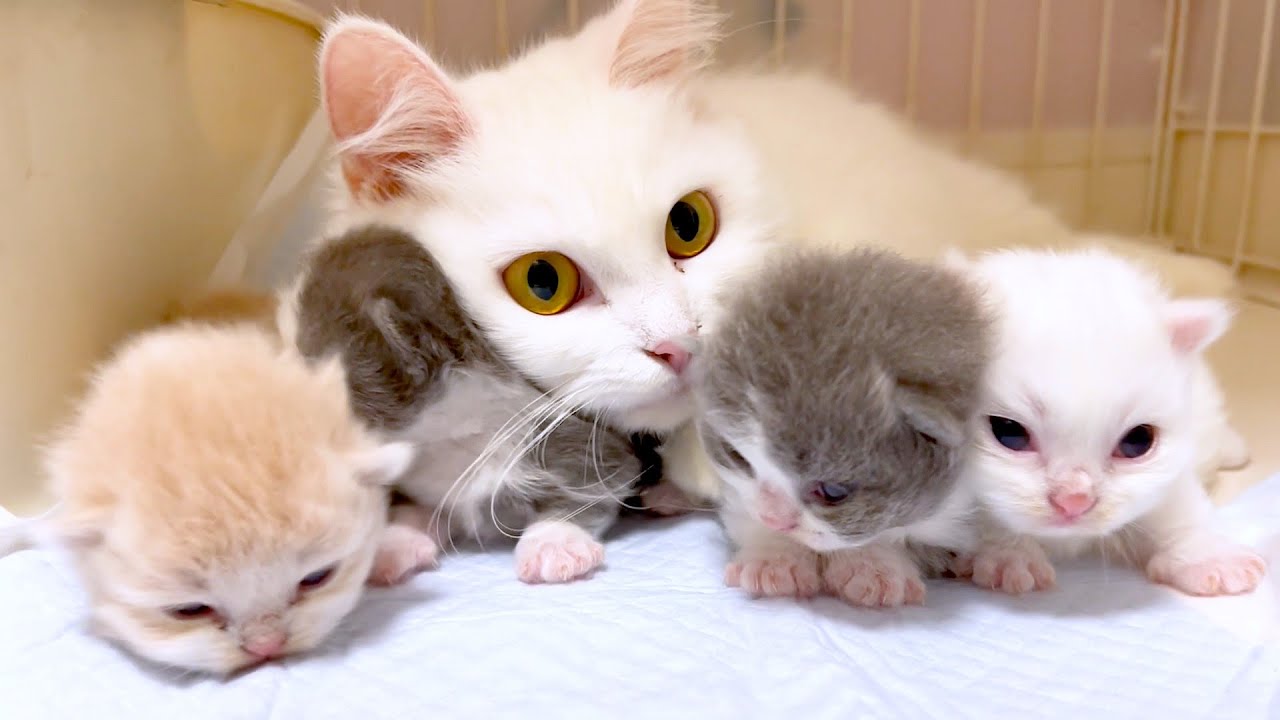 【マンチカンの子猫】Newファミリーが産まれました～♪な件 ～猫のいる生活Vol.964～出産動画 マンチカン短足・ミヌエット・ペルシャ猫専門ブリーダー『ペット蔵人』【子猫の成長記録】