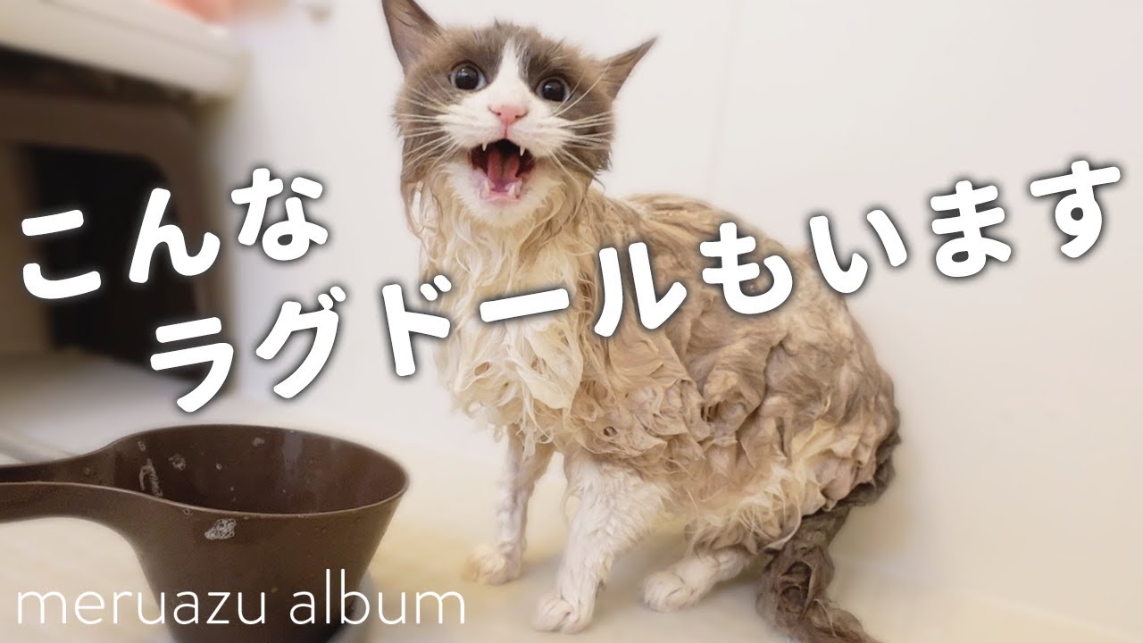 1年ぶりのお風呂だと温厚なラグドールもさすがにこうなる