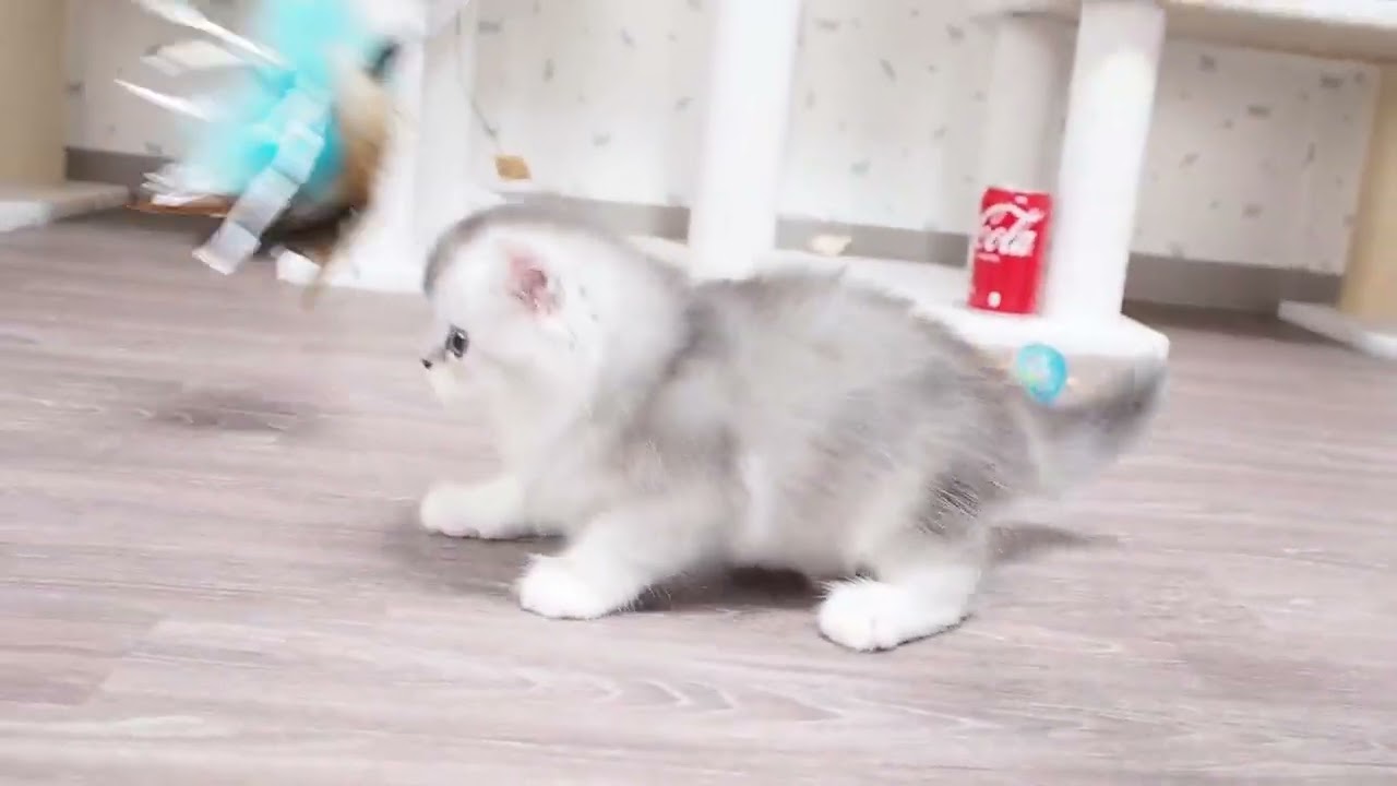 スコティッシュフォールド 遊び大好きで陽気な性格　父親ＩＣＣチャンピオン　シェーデットシルバー（ロングヘアー）