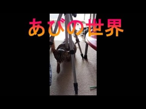 ネコ動画あび＃3583　あびの毎日　アビシニアン　あび