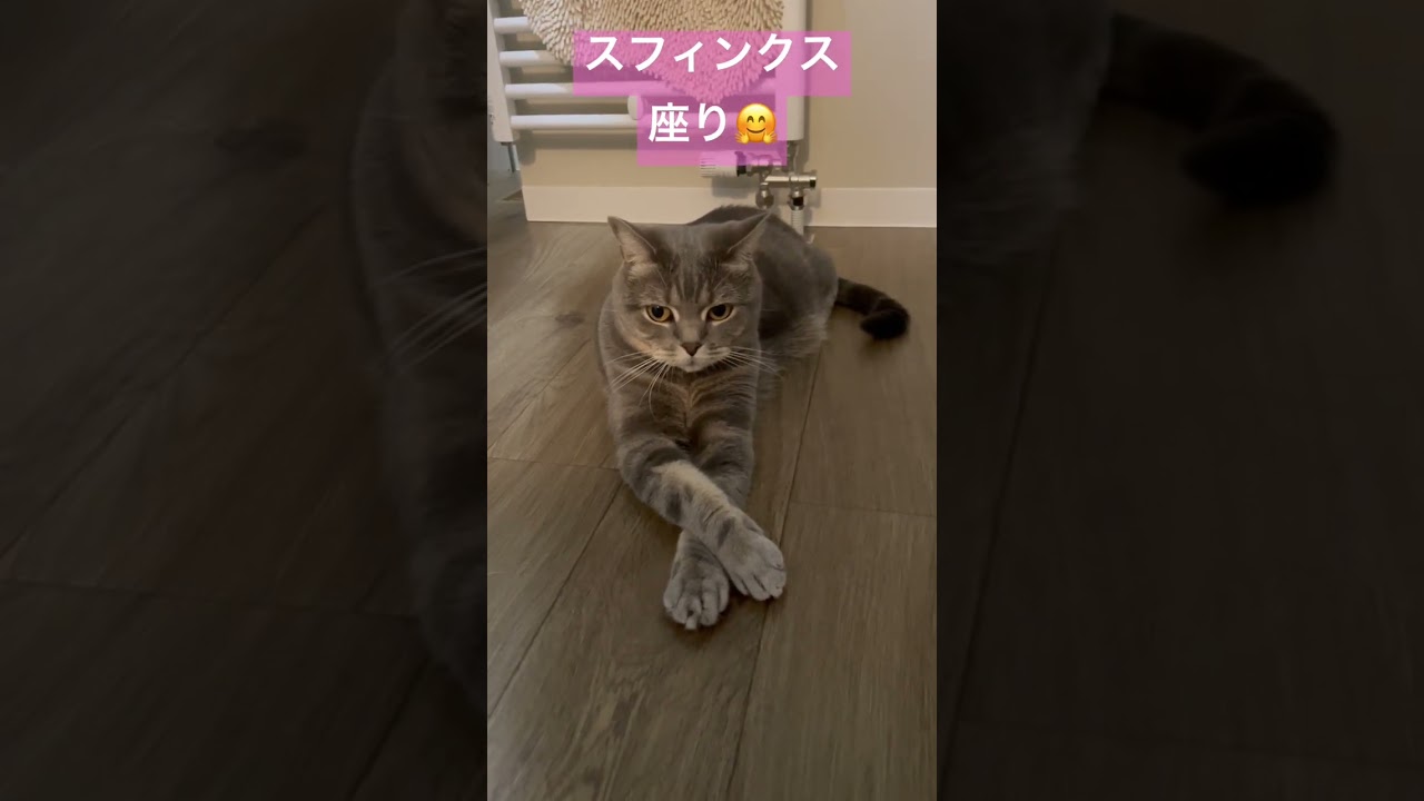 スフィンクス座り🐈‍⬛ #ねこ #short
