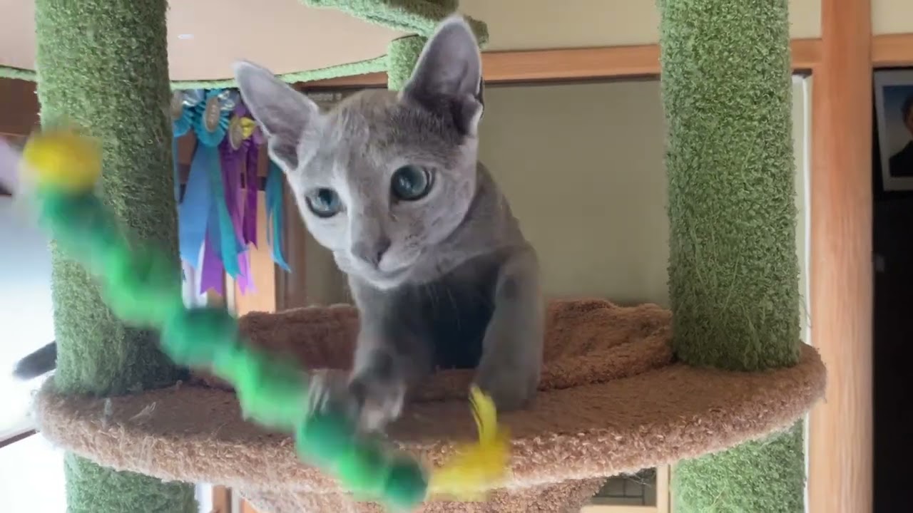 ロシアンブルー とても人懐こく育ちました。