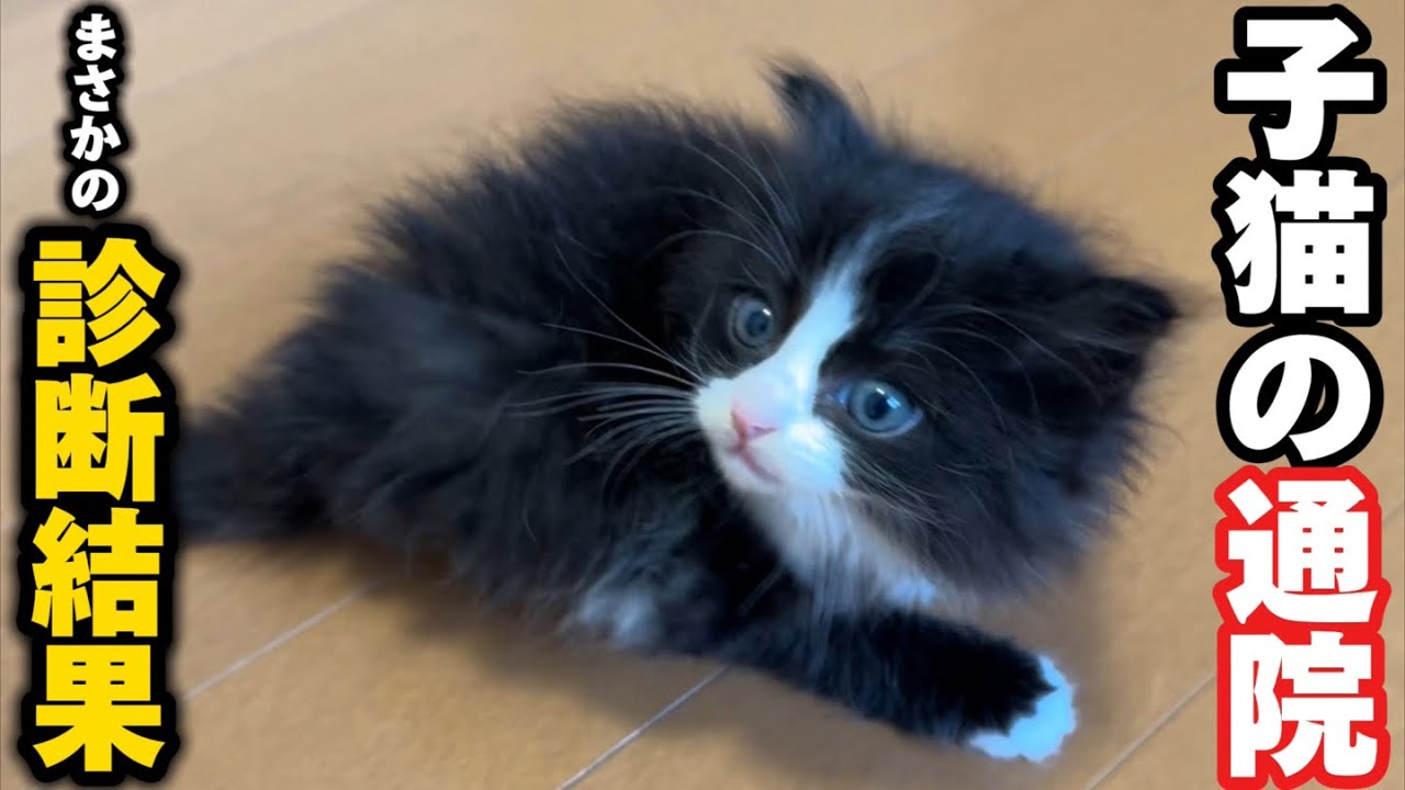 保護した子猫を病院に連れて行ったら、まさかまさかの診断結果を受けました