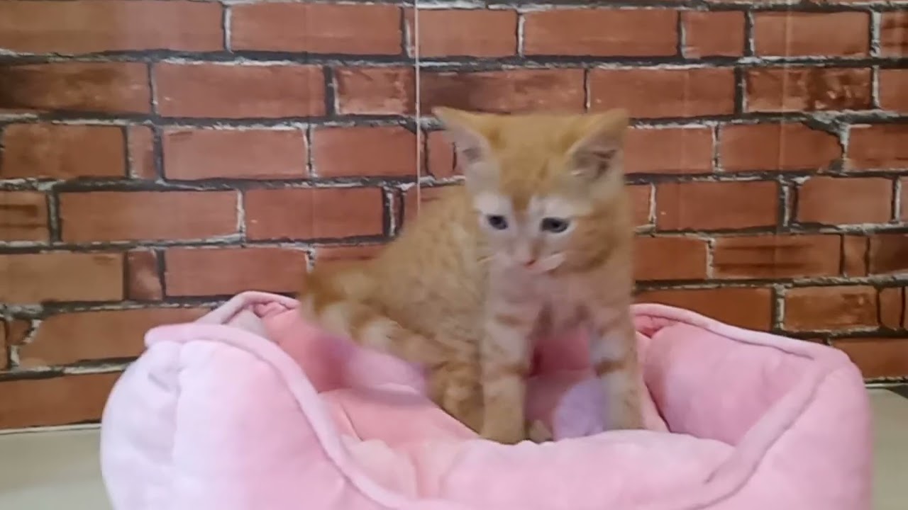 674981 スコティッシュフォールド