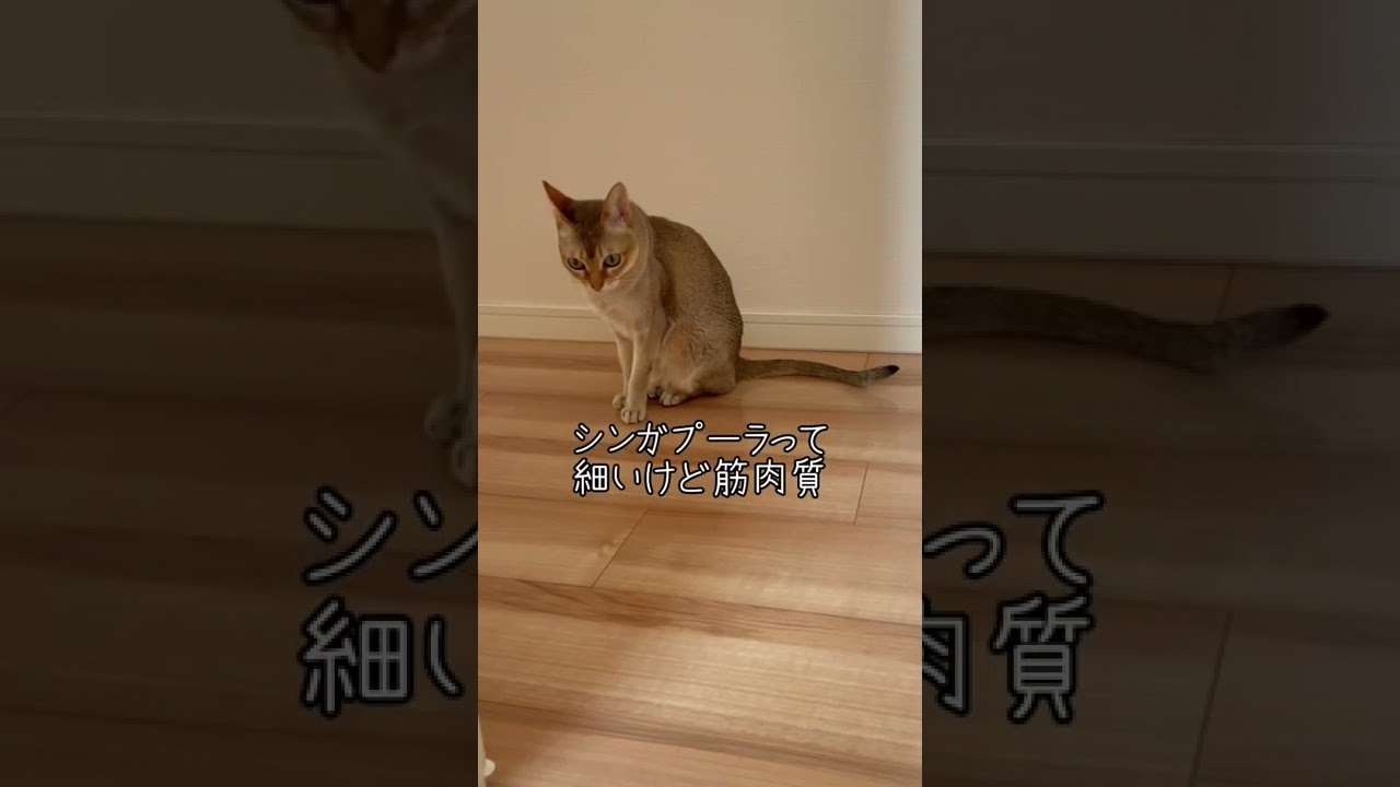 【世界最小猫？】小さな妖精と言われてるシンガプーラが意外とムキムキ💪 #shorts #cats