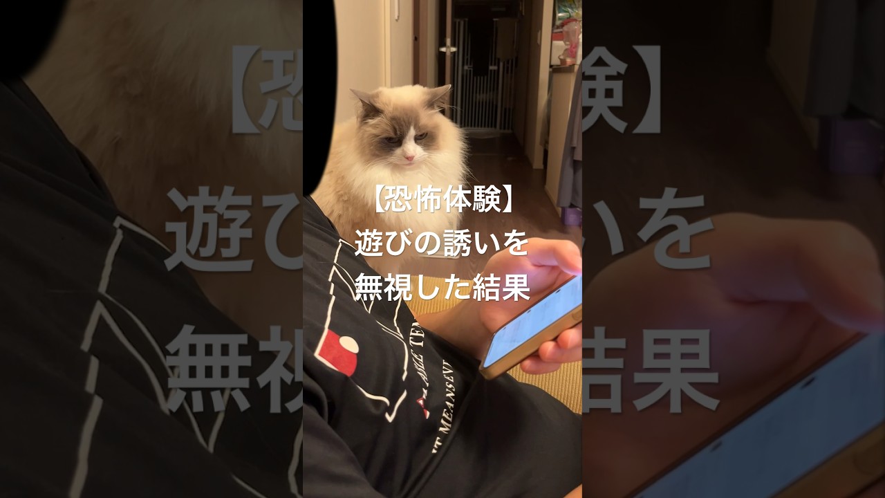 【恐怖体験】猫の遊びの誘いを無視した結果#ラグドール #猫のいる暮らし #ハチワレ #cat #ragdoll #shorts