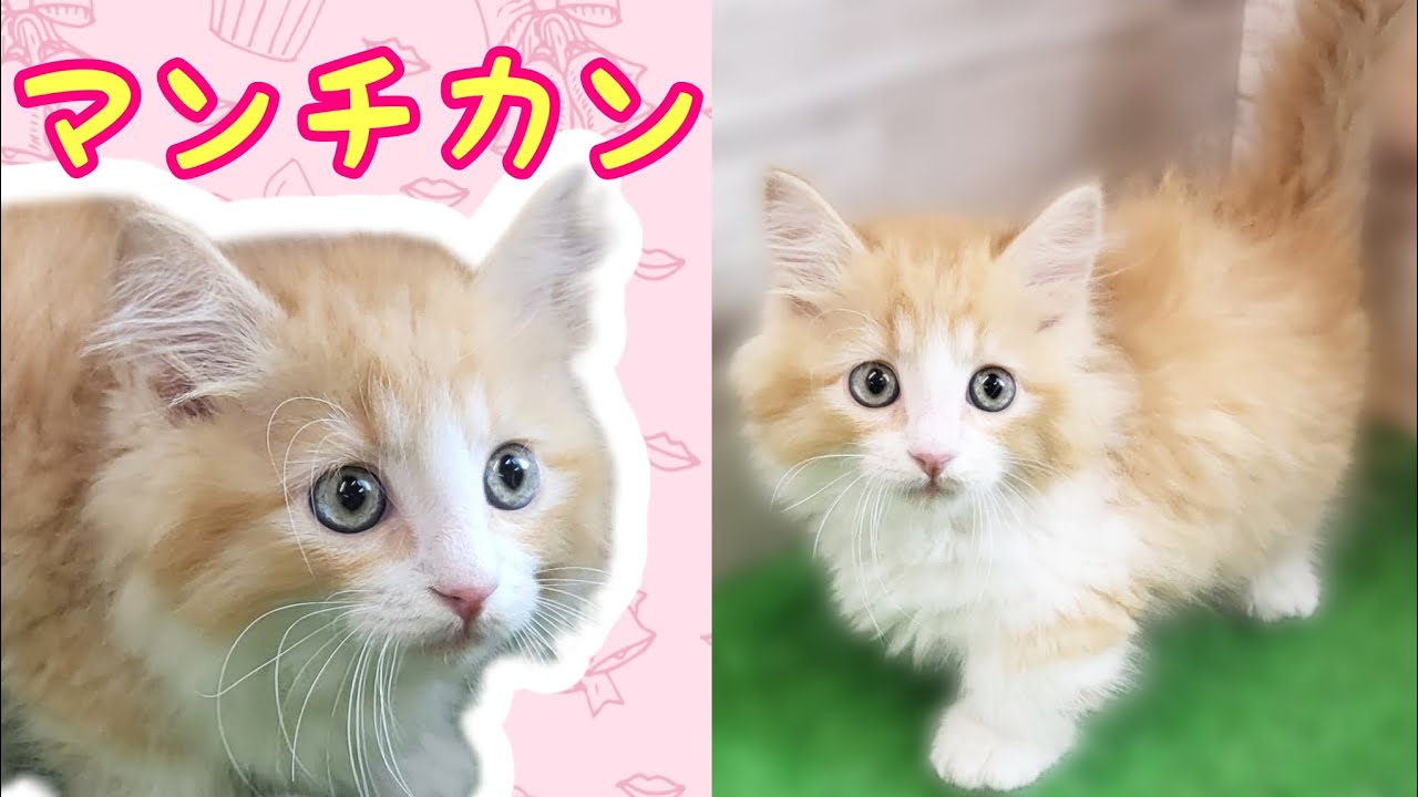 マンチカン・子猫【府中四谷店】