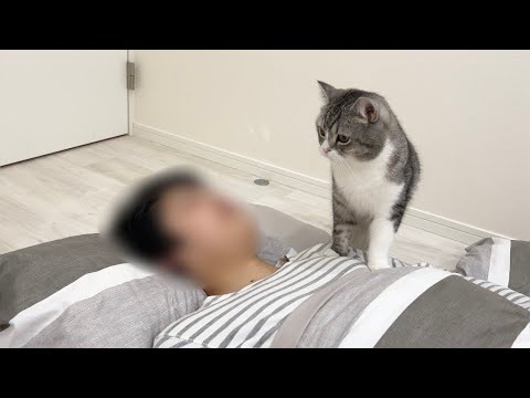 ごはん係の弟を早朝に叩き起こしに行った猫がまさかのこうなってましたw