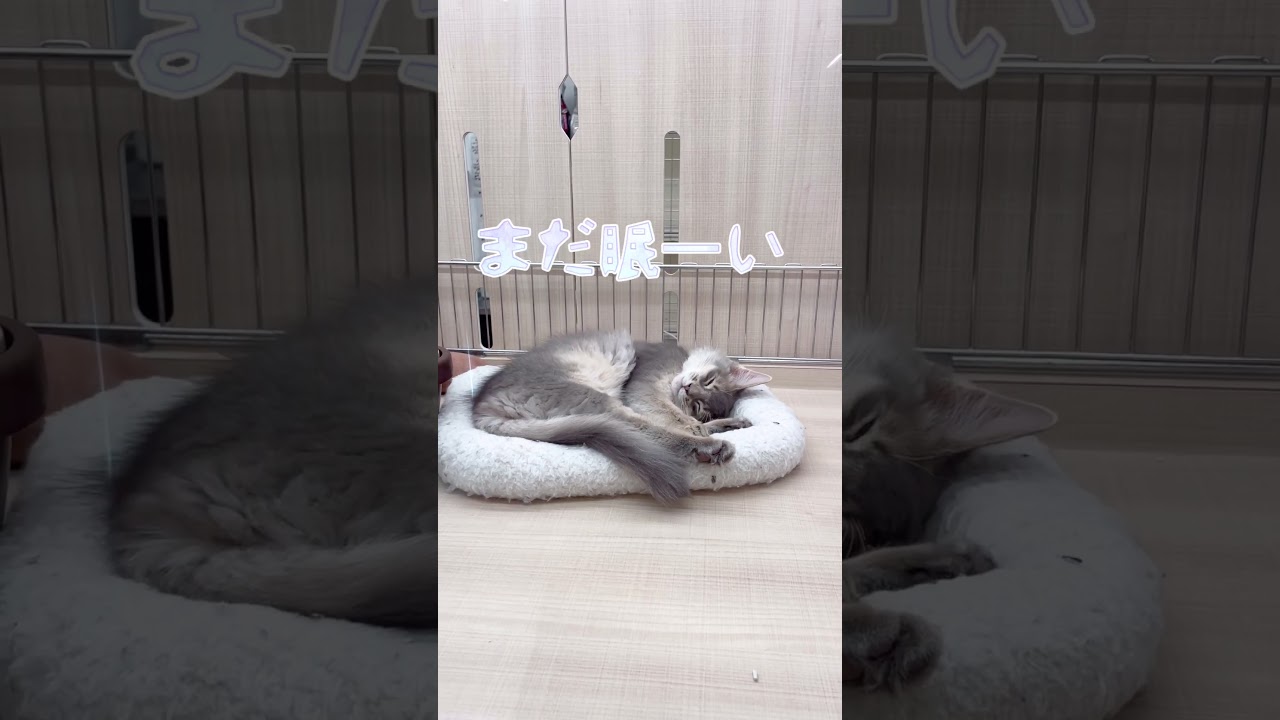 ソマリのおねんねタイム　#short #pets #cat #ソマリ #ペットショップ