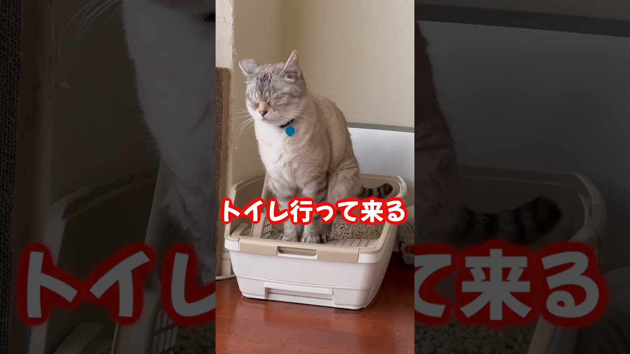 トイレ行ってくる　＃shorts、 #funny、