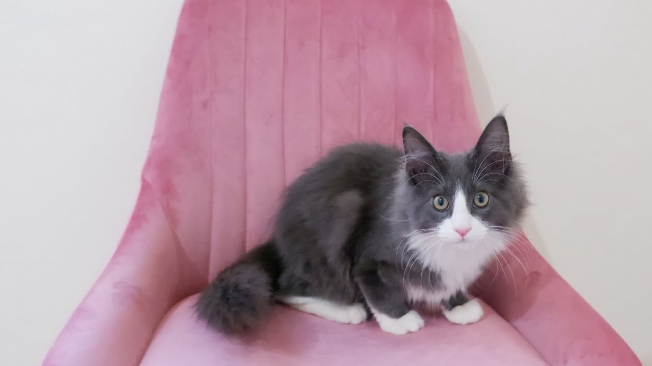 【仔猫】生後4ヶ月のターキッシュアンゴラと遊んであげる、お兄ちゃんターキッシュアンゴラ♡