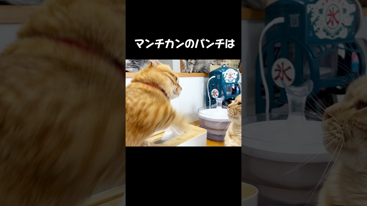 マンチカンのパンチは決して当たらずに... #猫 #マンチカン #shorts