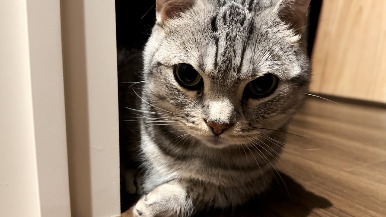 短足マンチカンは深夜でも出迎えたいッ！！