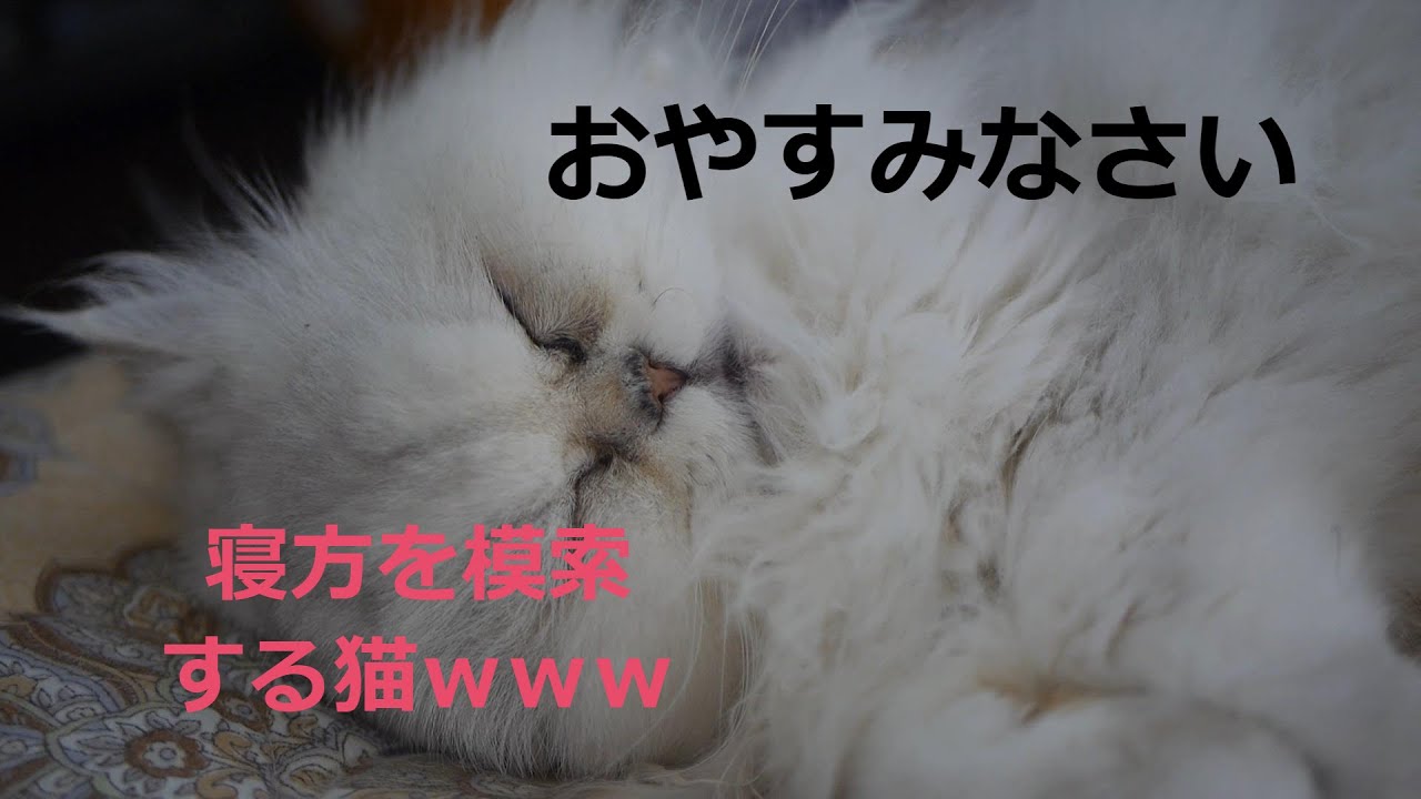 色々な寝方を模索するペルシャ猫がこちらです