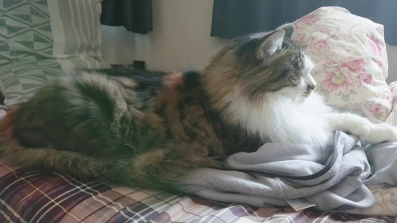 横から見るとスフィンクスのような姿で寝る三毛猫