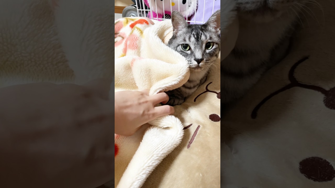 かくれんぼが上手な猫#shorts